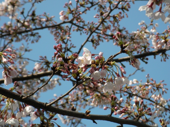 桜のようすは・・_e0135906_16122559.jpg