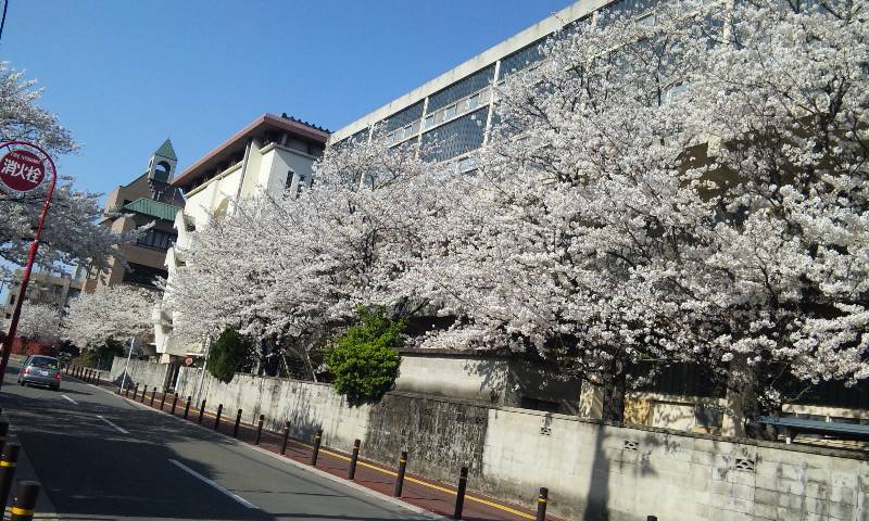 お母様方にいただいたお花_d0116009_3143989.jpg