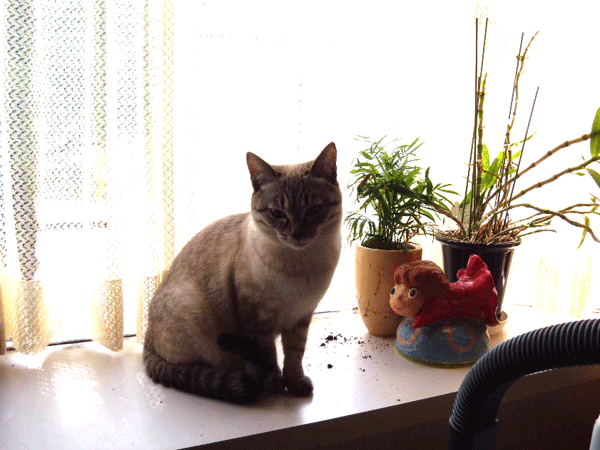 b0159611_22555944.gif
