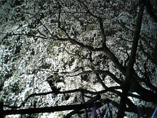 六義園、枝垂桜のライトアップ_e0059513_22101097.jpg