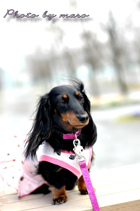 麻呂犬地方の桜を偵察に。。。♪♪_e0160417_10592697.jpg