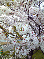 e0100618_1791226.jpg