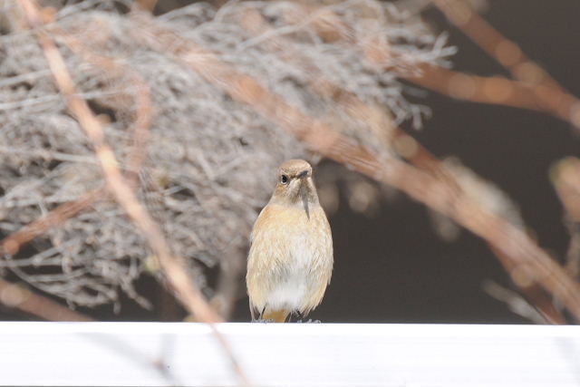 ジョウビタキ・ヤマザクラ・レンギョウ_a0037019_737109.jpg