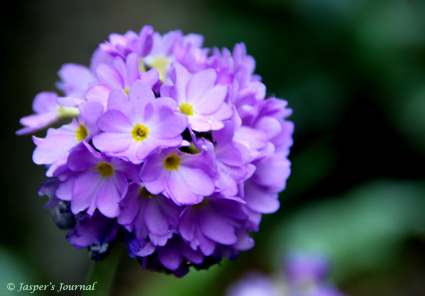 ・・・今日の庭の花たちです☆_e0158619_613579.jpg