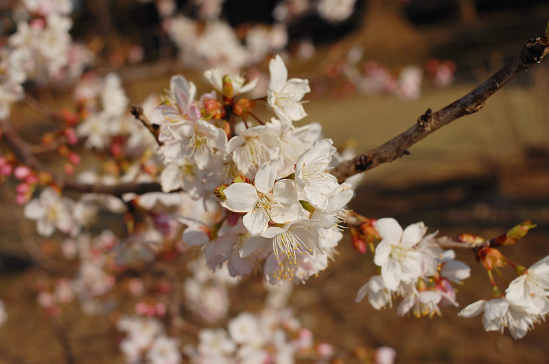 ＳＡＫＵＲＡ。_e0135024_1750207.jpg