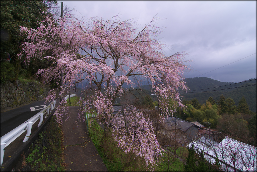 吉野山 桜 【その１】 （前編）_e0150228_21324530.jpg