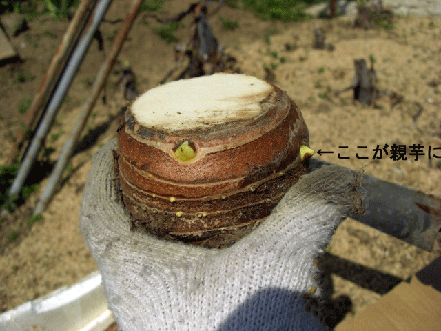 里芋の植え付け ほっこリ日記 里芋の植え付け ほっこリ日記