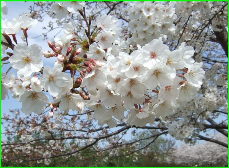 那珂川沿いの桜_c0004734_20471373.jpg