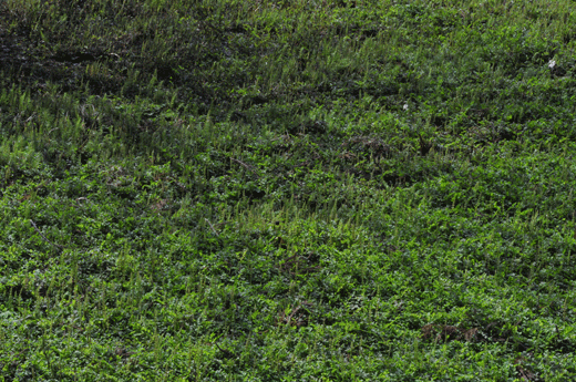 c0093046_742784.gif