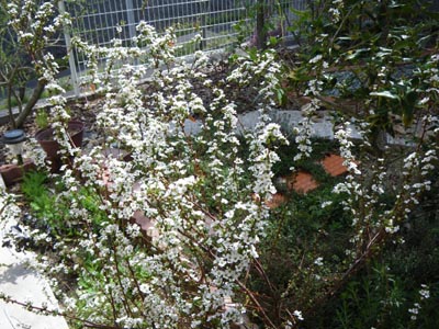 f0115851_17906.jpg