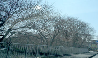 c0039153_04072.jpg