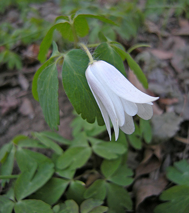 a0001354_20303020.jpg