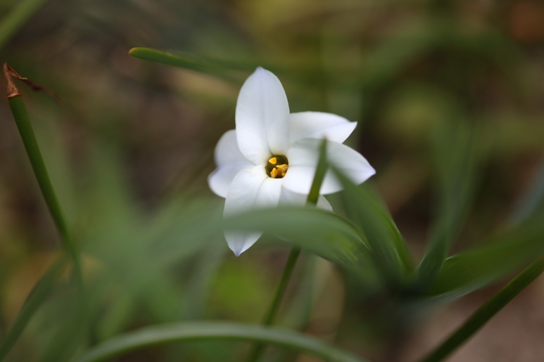 庭の花_f0106759_637076.jpg