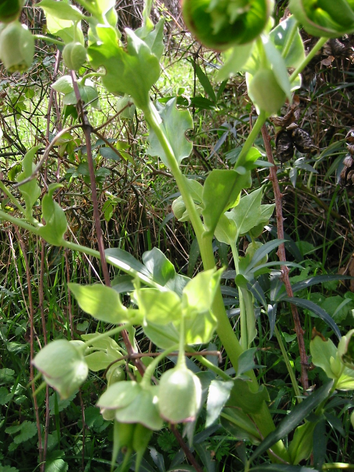e0172160_03787.jpg