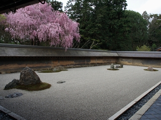 京都の壁紙 龍安寺石庭のしだれ桜 徒然日誌