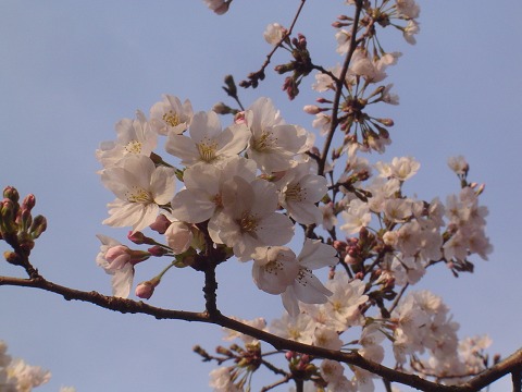 sakura_e0032665_20104569.jpg