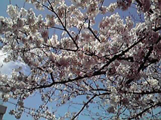 c0011169_74817.jpg