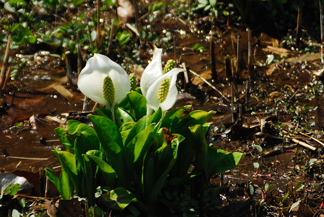 カタクリの花_c0036878_2204776.jpg