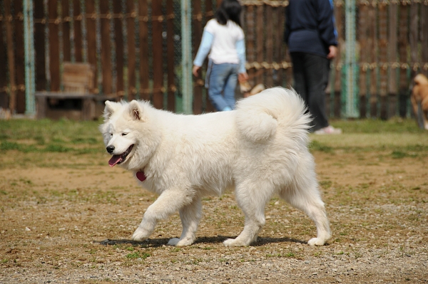 とぶき　200903 08_c0109780_15135422.jpg