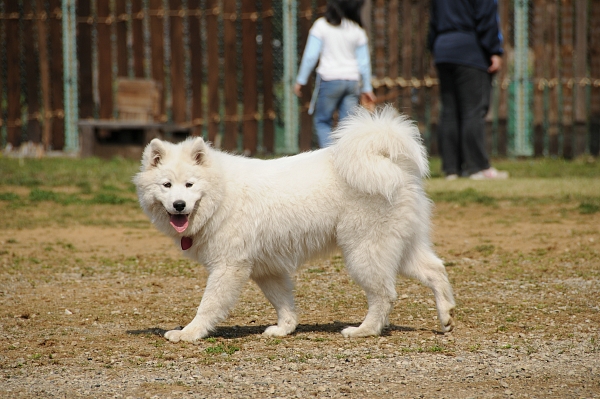 とぶき　200903 08_c0109780_1514294.jpg