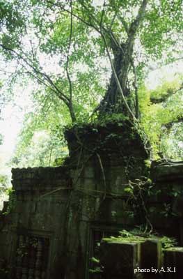 ベンメリア　Beng Mealea　―その3―(カンボジア)_f0184282_22534551.jpg