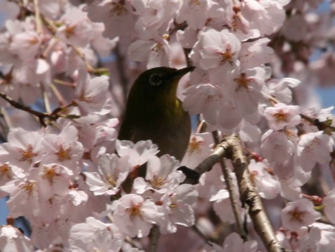 メジロさんしだれ桜に遊ぶ_c0144185_20294217.jpg