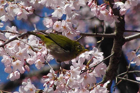 六義園のしだれ桜と、散歩道のソメイヨシノ_f0030085_16403592.jpg