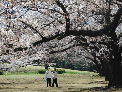 六義園のしだれ桜と、散歩道のソメイヨシノ_f0030085_16445951.jpg