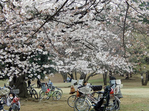 六義園のしだれ桜と、散歩道のソメイヨシノ_f0030085_1645112.jpg