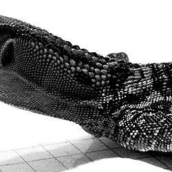 b0079508_2325718.gif