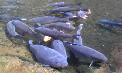 c0180209_134947.jpg