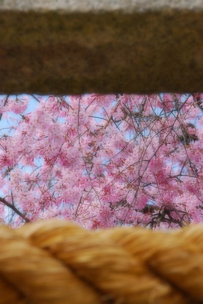 しだれ桜　-　水火天満宮_a0114714_2381572.jpg