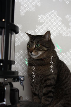 誘惑に負けない猫_e0156015_2041129.jpg