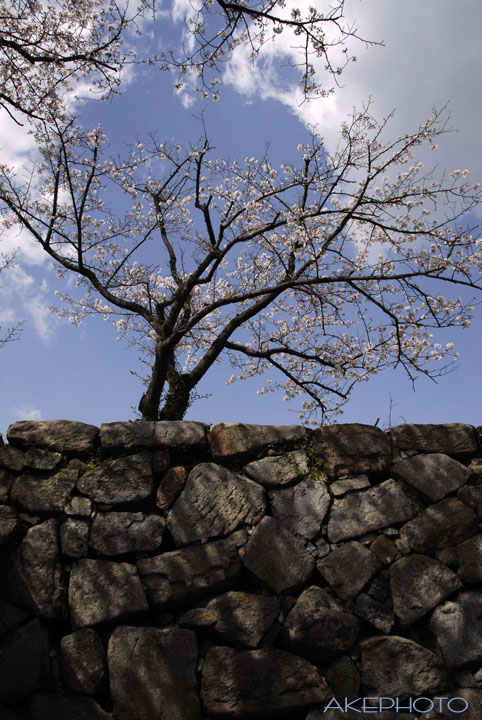 佐賀城跡の桜_e0127416_23483384.jpg