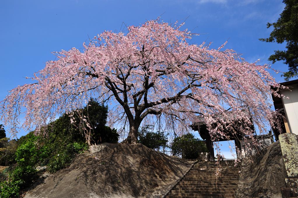 長栄寺　枝垂れ桜_c0046520_19272052.jpg