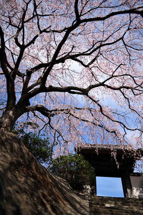 長栄寺　枝垂れ桜_c0046520_19285291.jpg