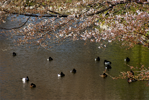 横浜桜開花状況_c0147123_2121289.jpg