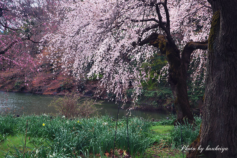 新宿御苑の桜_f0035323_22254314.jpg