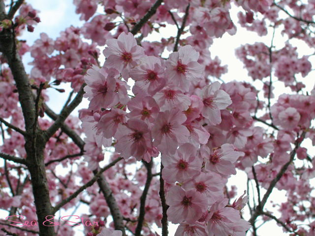 海の花見？_f0079023_22114819.jpg