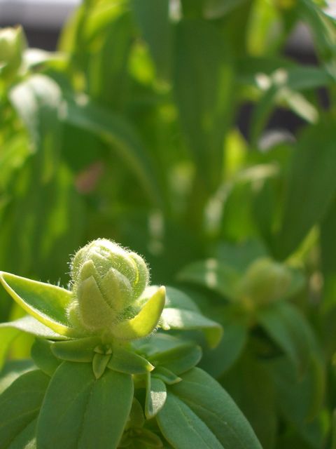 黄色い花「シュゼット」の香り_f0161931_21342455.jpg