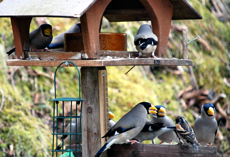 春を迎えて、富士山麓の野鳥達_c0193532_14204985.jpg