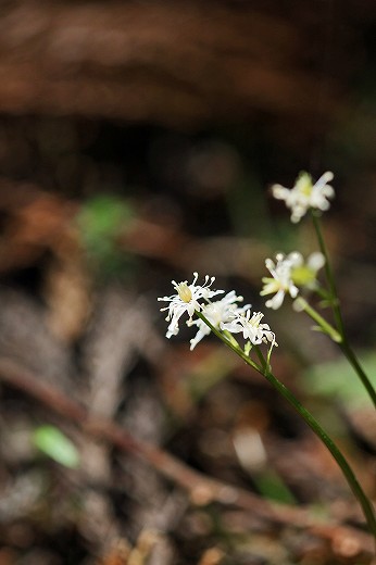 谷に咲くカタクリの花_d0029333_2056322.jpg