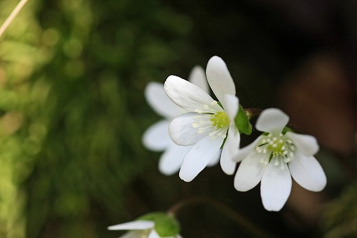 谷に咲くカタクリの花_d0029333_20565362.jpg