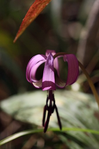 谷に咲くカタクリの花_d0029333_20573665.jpg