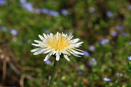 谷に咲くカタクリの花_d0029333_20574724.jpg