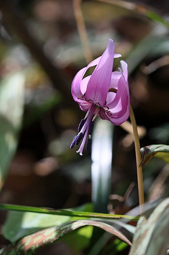 谷に咲くカタクリの花_d0029333_2057477.jpg