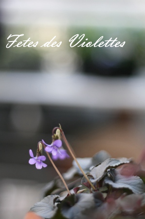 Fetes des Violettes すみれ祭り_d0113636_23444942.jpg