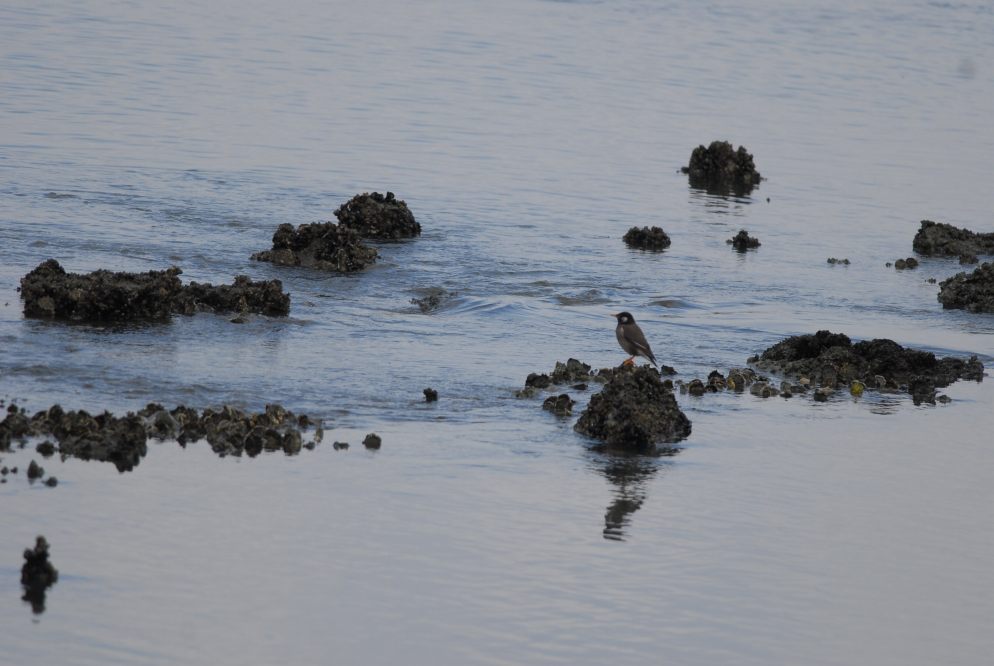 河口の水鳥たち_c0172139_8131468.jpg