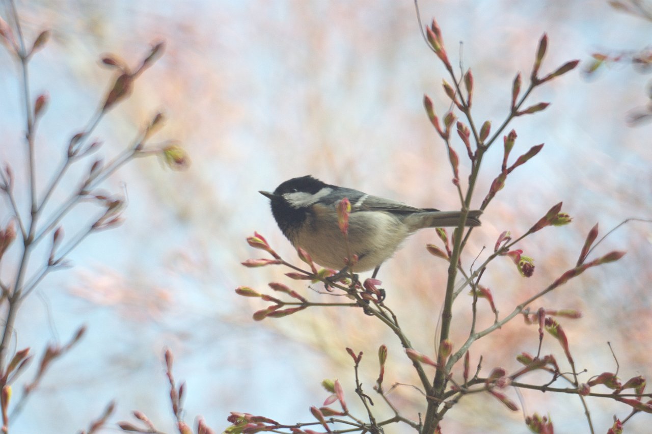 D700＆ケンコー「ミラーレンズ 800mm F8 DX」♪_e0134248_19422229.jpg