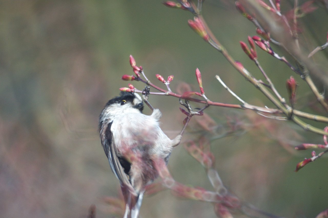 D700＆ケンコー「ミラーレンズ 800mm F8 DX」♪_e0134248_1942879.jpg